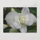 Mooi wit anjer Briefkaart (Voorkant)