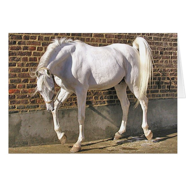 Mooi, wit Arabisch paard (Voorkant Horizontaal)
