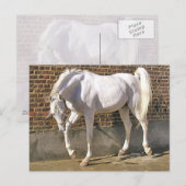 Mooi, wit Arabisch paard Briefkaart (Voorkant / Achterkant)