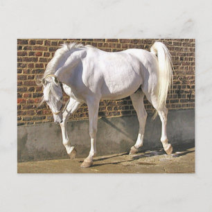 Mooi, wit Arabisch paard Briefkaart