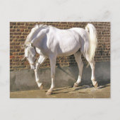 Mooi, wit Arabisch paard Briefkaart (Voorkant)