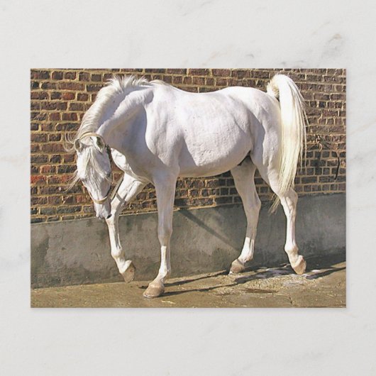Mooi, wit Arabisch paard Briefkaart (Voorkant)