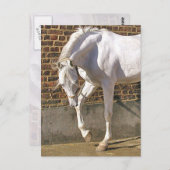 Mooi, wit Arabisch paard Briefkaart (Voorkant / Achterkant)
