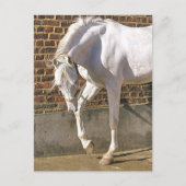 Mooi, wit Arabisch paard Briefkaart (Voorkant)