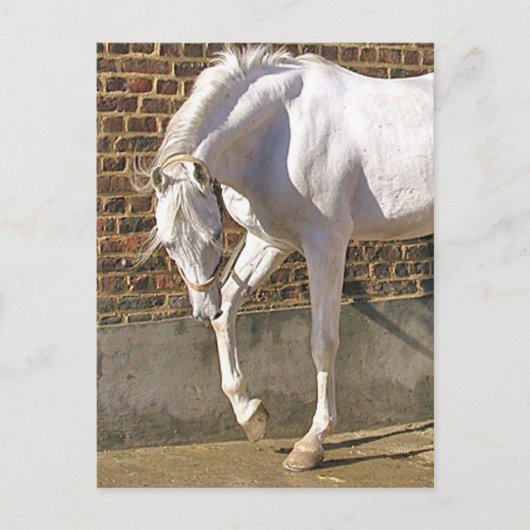 Mooi, wit Arabisch paard Briefkaart (Voorkant)