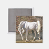 Mooi wit arabisch paard magneet (Voorkant / Achterkant)