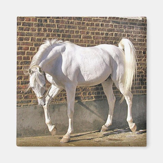 Mooi wit arabisch paard magneet (Voorkant)