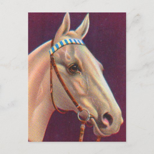 mooi wit paard briefkaart (Voorkant)