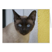 Mooi zegel, Siamese kat (Voorkant Horizontaal)