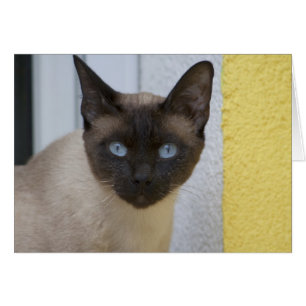 Mooi zegel, Siamese kat