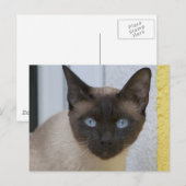 Mooi zegel, Siamese kat Briefkaart (Voorkant / Achterkant)