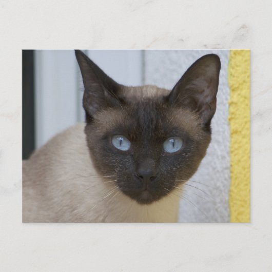 Mooi zegel, Siamese kat Briefkaart (Voorkant)