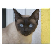 Mooi zegel, Siamese kat Foto Afdruk (Voorkant)