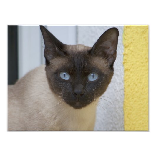 Mooi zegel, Siamese kat Foto Afdruk (Voorkant)