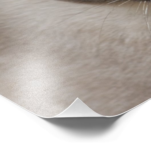 Mooi zegel, Siamese kat Foto Afdruk (Hoek)