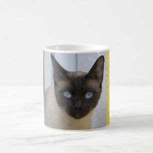 Mooi zegel, Siamese kat Koffiemok