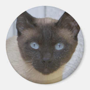 Mooi zegel, Siamese kat Magneet