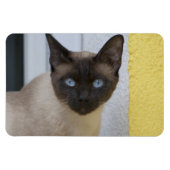 Mooi zegel, Siamese kat Magneet (Horizontaal)