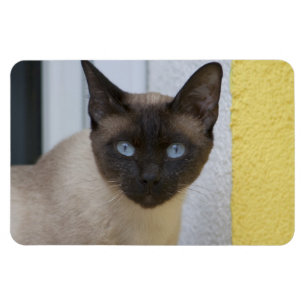 Mooi zegel, Siamese kat Magneet