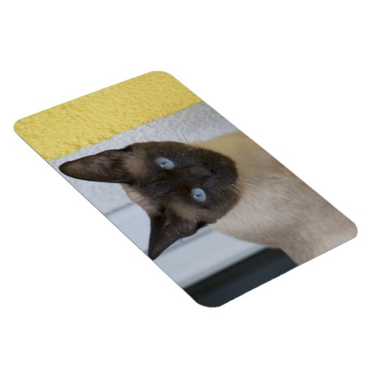 Mooi zegel, Siamese kat Magneet (Rechterzijde)