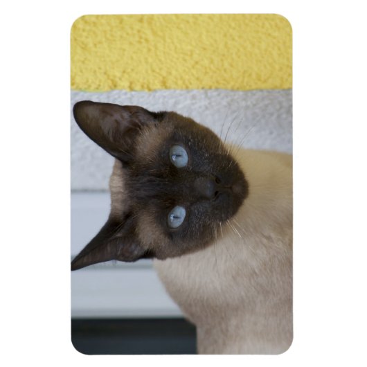 Mooi zegel, Siamese kat Magneet (Verticaal)
