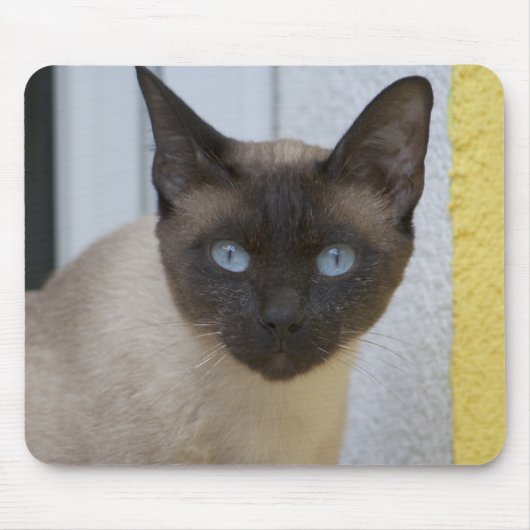 Mooi zegel, Siamese kat Muismat (Voorkant)