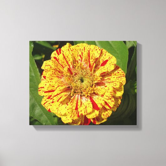 Mooi Zinnia Canvas Afdruk (Voorkant)