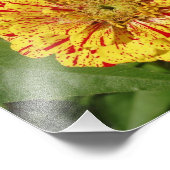 Mooi Zinnia Foto Afdruk (Hoek)