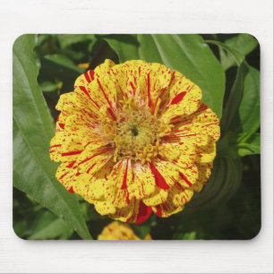 Mooi Zinnia Muismat