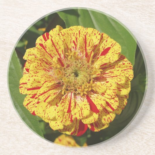 Mooi Zinnia Zandsteen Onderzetter (Voorkant)