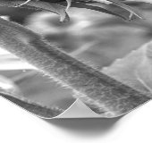 Mooi Zwart-wit Zonnebloem Side Uitzicht Poster (Hoek)