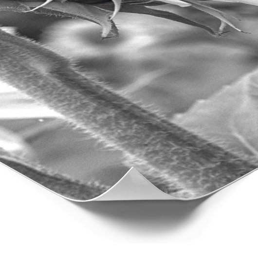 Mooi Zwart-wit Zonnebloem Side Uitzicht Poster (Hoek)