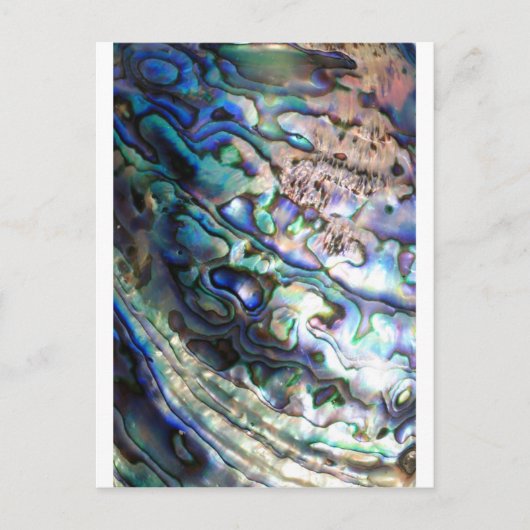 Mooie abalone schelp briefkaart (Voorkant)
