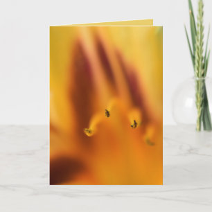 Mooie Abstracte Oranje Tijger Lelie Bloem Blank Kaart