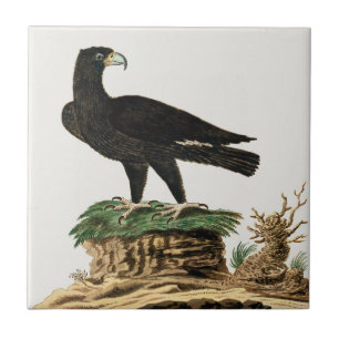 Mooie adelaarsvogels schilderij tegeltje