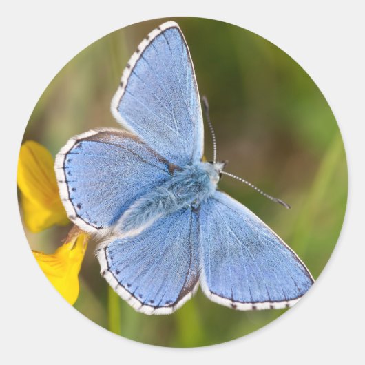 Mooie Adonis Blue Butterfly Stickers (Voorkant)