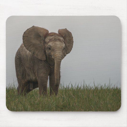 Mooie Afrikaanse Struik olifant Muismat (Voorkant)