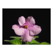 Mooie Afrikaanse Violet Art-afdrukken Foto Afdruk (Voorkant)