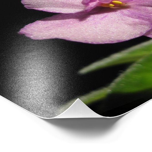 Mooie Afrikaanse Violet Art-afdrukken Foto Afdruk (Hoek)