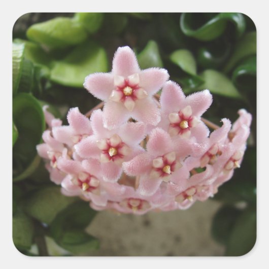 Mooie Afrikaanse Violet Bloom Vierkante Sticker (Voorkant)