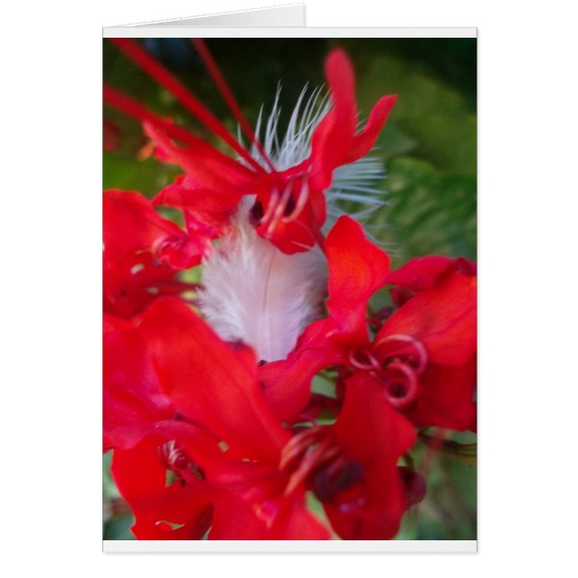 Mooie Alien Crimson.jpg (Voorkant)