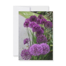 Mooie Alliums