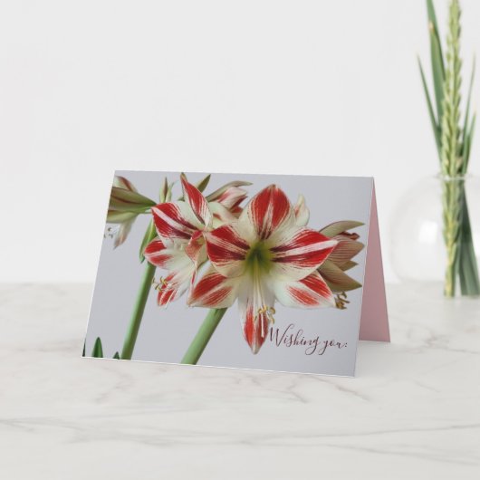 Mooie Amaryllis bloem & aangepaste tekst verjaarda Kaart (Voorkant)