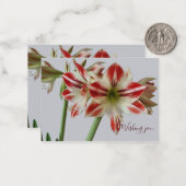 Mooie Amaryllis flower & straatsverjaardag Notitiekaartje (Voorkant / Achterkant in situ)