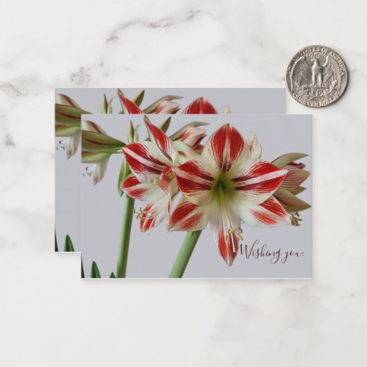 Mooie Amaryllis flower & straatsverjaardag Notitiekaartje (Voorkant / Achterkant in situ)