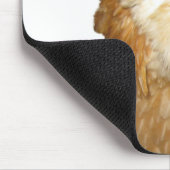 Mooie Amerikaanse Ameraucana kippen Muismat (Hoek)