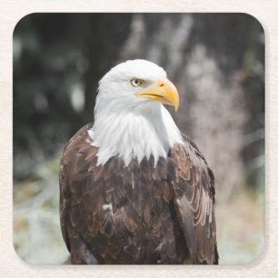 Mooie Amerikaanse Zeearend (Haliaeetus leucocephal Kartonnen Onderzetters