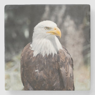 Mooie Amerikaanse Zeearend (Haliaeetus leucocephal Stenen Onderzetter