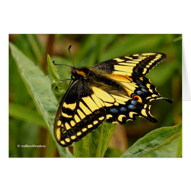 Mooie Anise Swallowtail Butterfly in the Grass (Voorkant Horizontaal)
