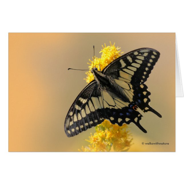 Mooie Anise Swallowtail Butterfly in the Sun (Voorkant Horizontaal)